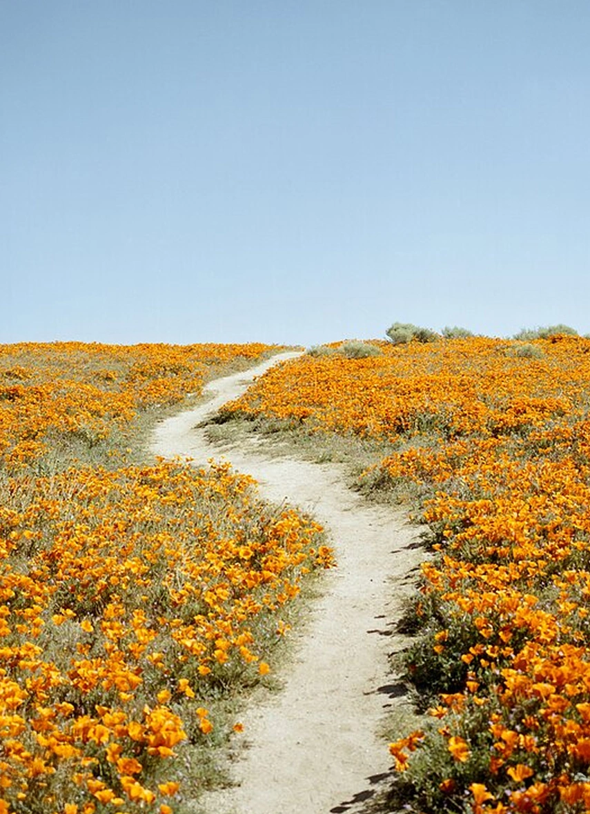 A placeholder still image for the first section of the soft.tech about page.