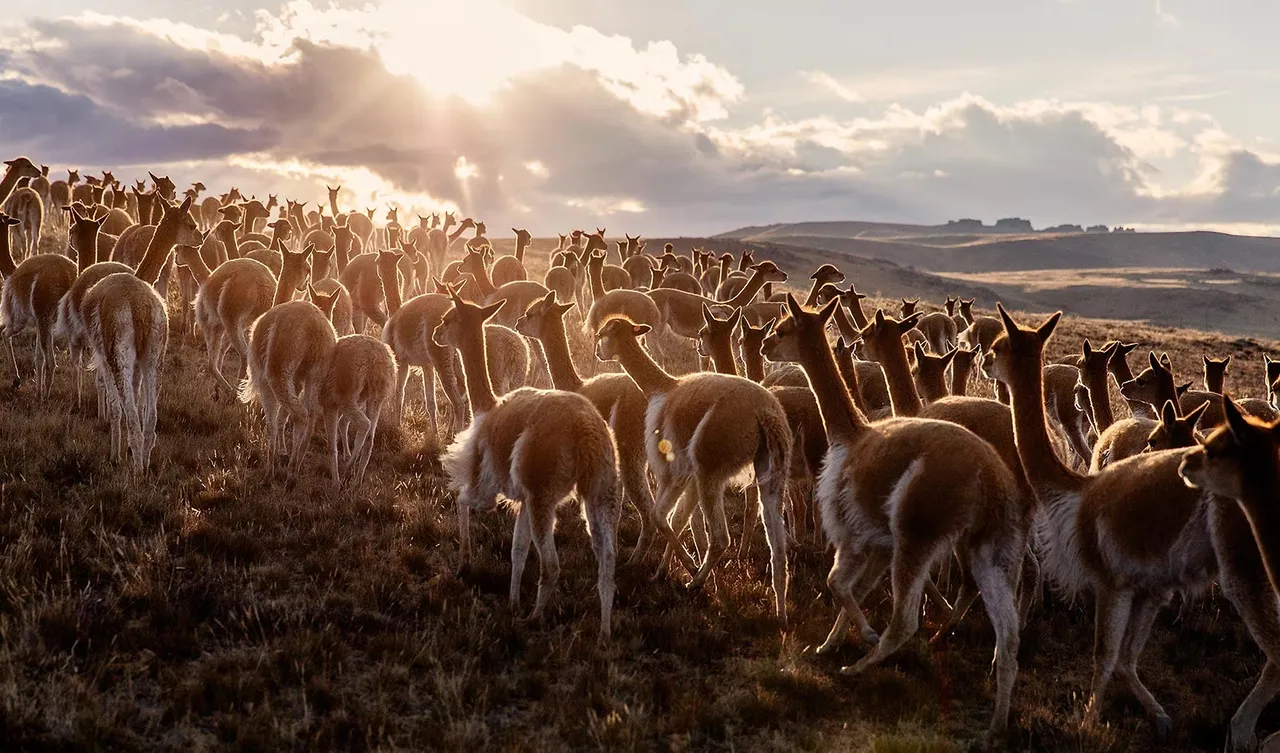 A large herd of vicuñas roaming a hilly landscape under a bright, golden sunset.
